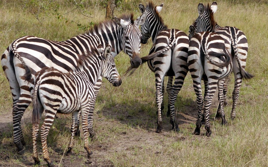 Lake Mburo